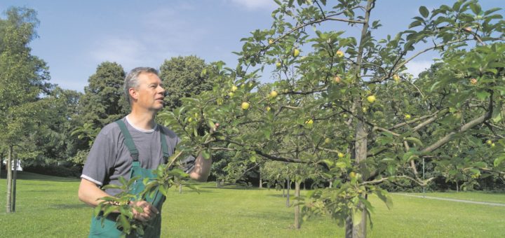 Parkgärtner Jens Nadler wirft einen Blick auf einen der Apfelbäume. Auf der Streuobstwiese gibt es viele unterschiedliche alte Sorten, die ab Ende August reif werden. Auch Mirabellen-, Birnen- und Maronenbäume stehen hier. Fotos: Lenssen
