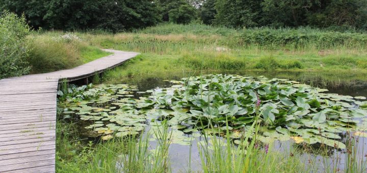 Der Park links der Weser besticht mit seiner Naturbelassenheit. Unterschiedliche Ökosysteme konnten entstehen und bieten auch geschützten Arten heute einen Lebensraum. Fotos: Füller