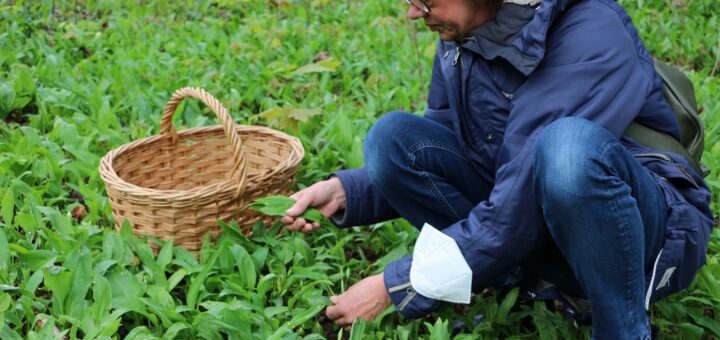 Der auch Knoblauch des Waldes genannte Bärlauch lässt sich sehr gut sammeln und kann sehr gut für Salate oder die Herstellung von Ölen oder Pesto verwandt werden.Foto: Bollmann