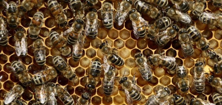 Dieses Bienenvolk sieht Gesund aus, es hat sich recht gut entwickelt. Die Zellen mit den Maden sind kurz vor der Verdeckelung. Foto: Bollmann