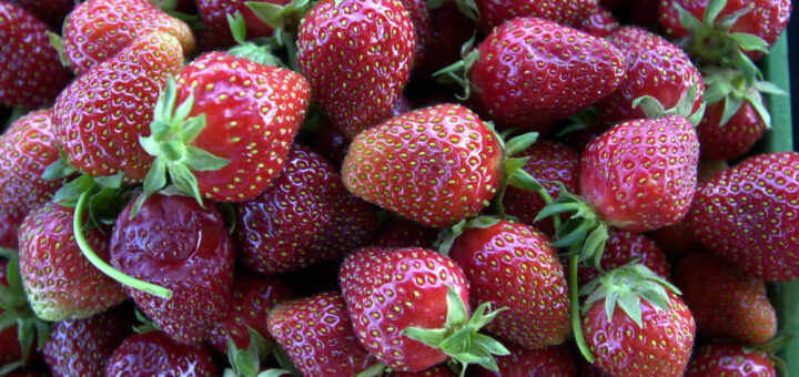 Einfach lecker: Frische Erdbeeren sind im Sommer in aller Munde. Foto: Neeland