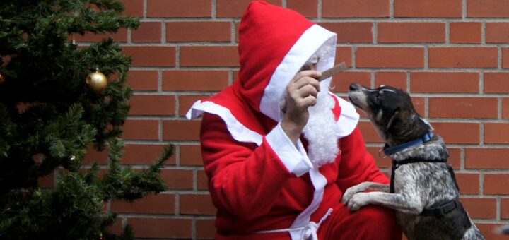 Auch die Tiere freuen sich über weihnachtliche Leckerlies und Überraschungen.Foto: pv