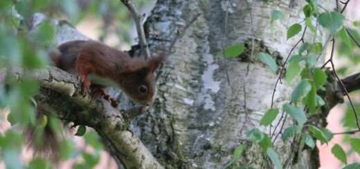 Gerade in der kalten Jahreszeit freuen sich auch die niedlichen Eichhörnchen über geeignetes Zufutter. Die Fütterung sollte unbedingt artgemäß und tiergerecht sein.Foto: Bollmann