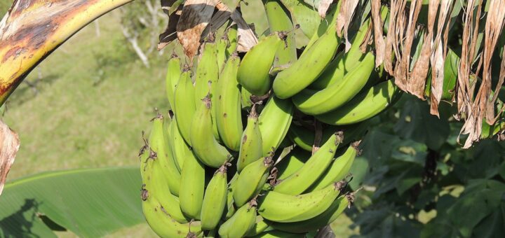 Besserer Schutz für kolumbianisches Obst und Gemüse: Mit Hilfe von Solartrocknern könnten diese künftig günstiger und hygienischer getrocknet werden. Foto: Cesar Augusto Ramirez Vallejo auf Pixabay