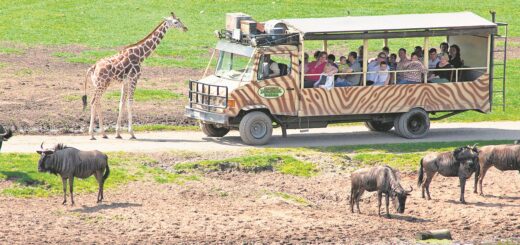 Der Serengeti-Park lädt zu ausgiebigen Safari-Touren ein. Foto: Serengeti-Park Hodenhagen
