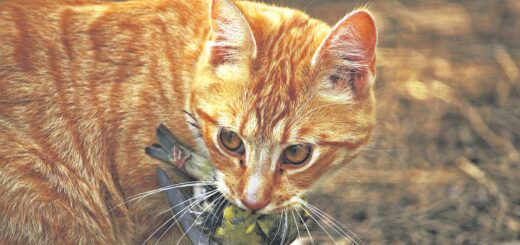 Gerade in der Brutzeit werden viele Vögel und Kleinsäuger zum „Spielzeug“gut genährter Hauskatzen.Foto: Pixabay