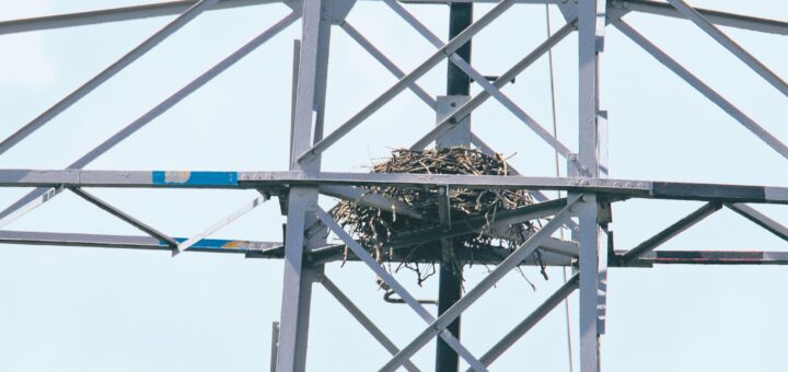 Der Fischadler hat in der oberen Ebene des Strommasten einen Horst errichtet. Man sollte natürlich nicht nah herangehen, um die scheuen Greifvögel nicht zu verscheuchen.Foto: Bollmann