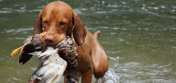 Dieser Magyar Vizsla (Ungarischer Vorstehhund) apportiert eine Ente aus einem Gewässer. Freilaufende Hunde sind aufgrund ihres Jagdtriebes eine Gefahr für Wildtiere.Foto: Pixabay