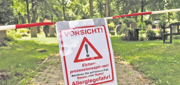 Hinter der Kapelle auf dem Friedhof Buntentor wurde ein Eichenprozessionsspinner-Nest entdeckt. Dies war nicht der erste Fund der giftigen Raupen in diesem Jahr in Bremen. Foto: Schlie