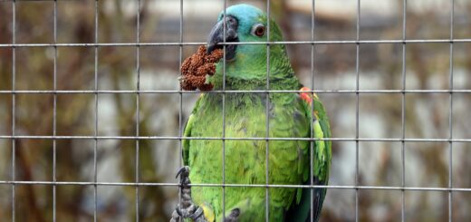An diesem und zwei weiteren Sonntagen öffnet das Papageienschutz-Centrum in Findorff sein Fluggehege und empfängt Gäste.Foto: Schlie