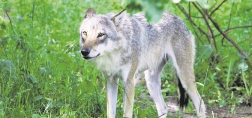 Im Bremer Stadtgebiet ist es zu mehreren Wolfssichtungen gekommen. Foto: Bollmann