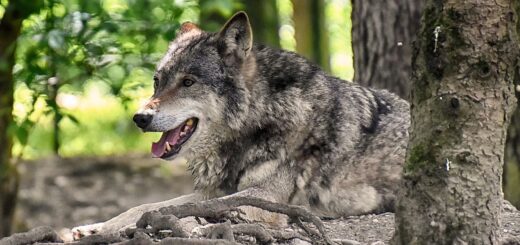 In Deutschland leben mittlerweile an die 1.300 Wölfe und es werden immer mehr. Foto: Alexa auf Pixabay