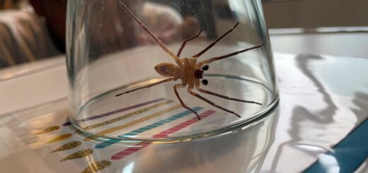 Diese Nosferatu-Spinne ist eines von mehreren gefundenen Exemplaren in einer Wohnung im Viertel. Fliegengitter an Fenstern hindern die Spinnen am Eindringen in Häuser.Foto: Castens