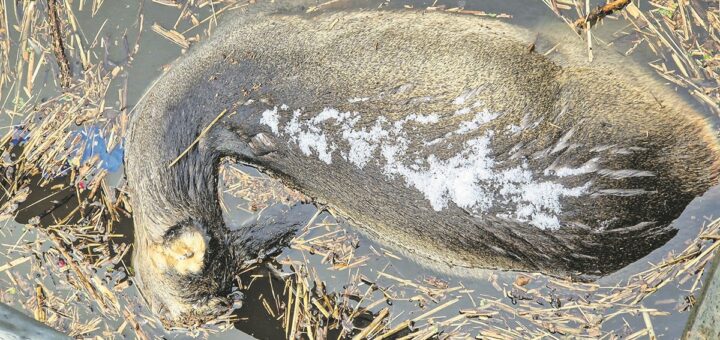 Diese Ricke kam im Hemelinger Hafenbecken ums Leben. Das Reh flüchtete, sprang ins zugefrorene Hafenbecken, brach ein und geriet nach kurzer Zeit unter das Eis, wo es ertrank. Foto: Teupe