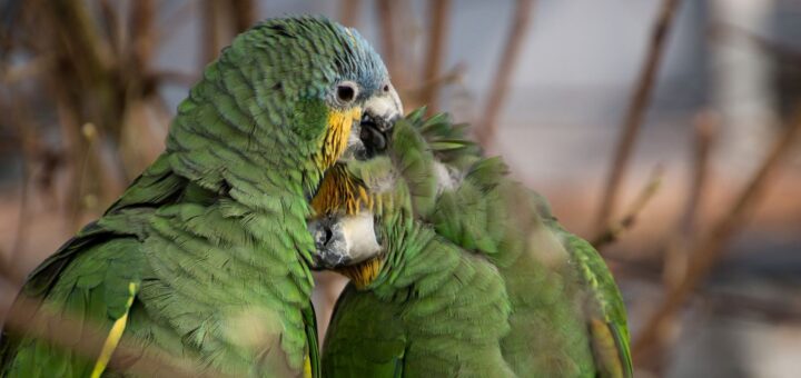 Am Sonntag, 16. Juni, öffnet das Papageienschutz-Centrum in Findorff sein Fluggehege zum ersten Publikumstag des Jahres. Drei weitere sind für diesen Sommer geplant. Foto: Bollmann