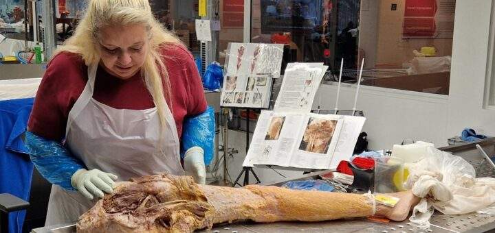 Ja, das ist ein echtes Bein: Erst nachdem alle Flüssigkeiten im Körpergewebe durch Kunststoff ersetzt wurden, können Susanne Talkowsky und ihre Kollegen das Fleisch entfernen um Sehnen, Muskeln oder Adern sichtbar zu machen. Fotos: Bettina Meister