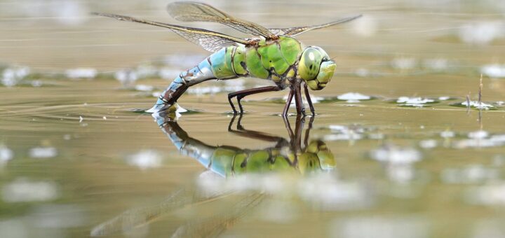 Libelle Nabu