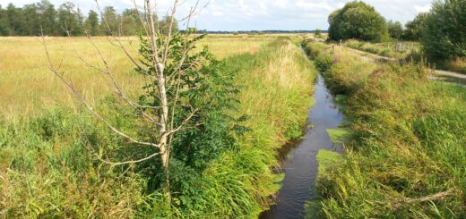 Bei der Wiedervernässung von Moorböden möchte die Kreisverwaltung Hand in Hand mit Landwirten, Besitzern und Umweltschützern arbeiten. Foto: Roskamp