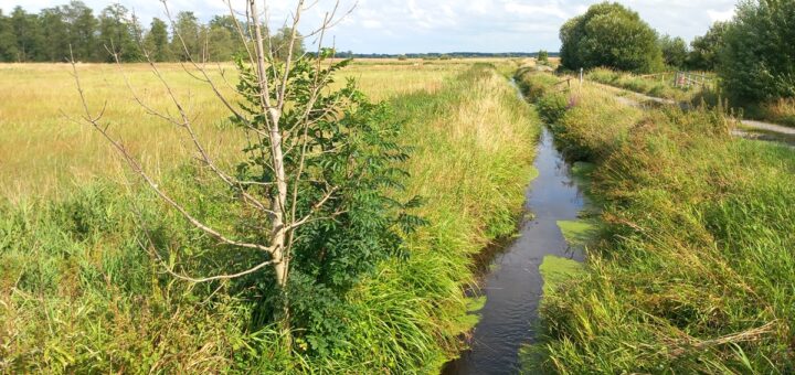 Bei der Wiedervernässung von Moorböden möchte die Kreisverwaltung Hand in Hand mit Landwirten, Besitzern und Umweltschützern arbeiten. Foto: Roskamp