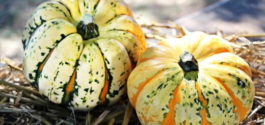 Deko-Ideen für die kalten Monate. Bild:https://pixabay.com/photos/pumpkins-gourds-vegetables-harvest-1632786/ ©NoName_13