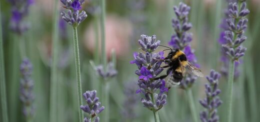 Auf Firmengeländen ein rares Bild: Hummeln und andere Insekten, die vom Artensterben bedroht sind. Der Biodiversitätsindex soll Unternehmen helfen, Lebensräume zu schaffen.