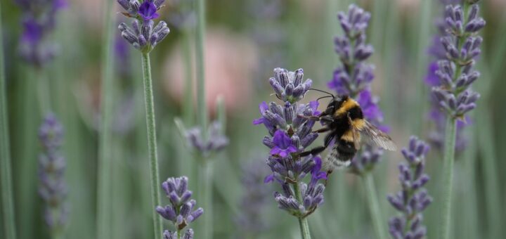 Auf Firmengeländen ein rares Bild: Hummeln und andere Insekten, die vom Artensterben bedroht sind. Der Biodiversitätsindex soll Unternehmen helfen, Lebensräume zu schaffen.