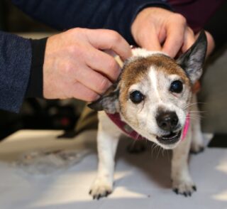 Festmahl Tierarzt Tiertafel Tierheim Hund Lily