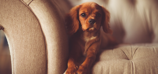 2025 soll das Zuhause zu einem Ort der nachhaltigen Erholung, der Produktivität und der Selbstfürsorge werden. Bild: https://pixabay.com/photos/dog-couch-brown-dog-pet-canine-1866530/