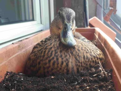 Die Ente passt ganz genau auf ihren Nachwuchs auf und flüchtet mit ihren Küken ganz schnell, wenn sie eine Gefahr entdeckt. Foto: Paul Bogner