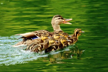 Die Ente passt ganz genau auf ihren Nachwuchs auf und flüchtet mit ihren Küken ganz schnell, wenn sie eine Gefahr entdeckt. Foto: Paul Bogner