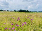 Wildblumen am Ende des Werdersees. Foto: Füller 