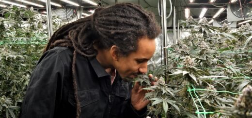 Pascal Mely zwischen den Cannabis Pflanzen im Cannabis Social Club. Die rund ein Meter hohen Pflanzen werden in den kommenden Tag geerntet.Foto: Schlie