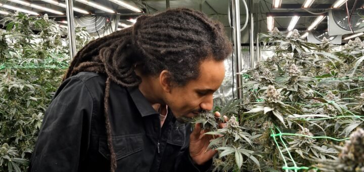 Pascal Mely zwischen den Cannabis Pflanzen im Cannabis Social Club. Die rund ein Meter hohen Pflanzen werden in den kommenden Tag geerntet.Foto: Schlie