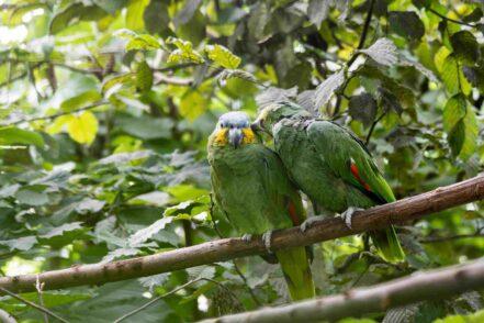 Blaustirnamazonen im Papageienschutz-Centrum