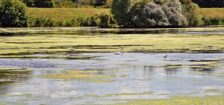 Um der Wasserpest Herr zu werden, ist unter anderem eine Herbstmahd in weiten Teilen des Gewässers geplant. Foto: Schlie