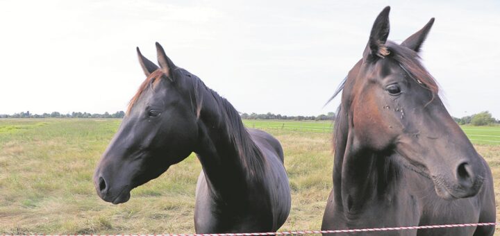 Zwei Pferde vom Gestüt Buchenhof