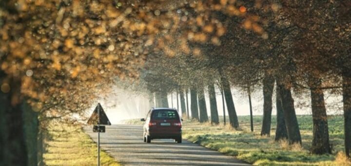 Mythen und Fakten rund um die Kfz-Versicherung. Bid: https://pixabay.com/photos/in-the-morning-fog-avenue-path-7035849/
