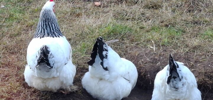 Geflügelpest, Bremen, Huhn, Henne, Hühner, Virus, Gesundheitssenatorin, Bremen