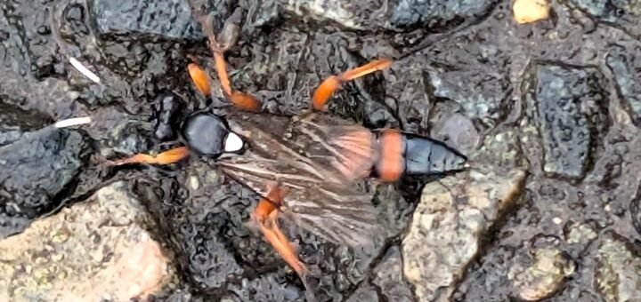 Neues Insekt: Diese Vierfleck-Höhlenschlupfwespe fand Josef Teupe auf einem Weg an der Hemelinger Marsch. Die Art wurde noch nie in Bremen nachgewiesen. Bei diesem Insekt handelt es sich um ein Weibchen, wie man an den weißen Fühler-Streifen erkennt. Foto: Teupe