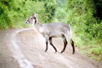 Der Wasserbock ist einer der majestätischen Schönheiten Afrikas. Im europäischen Zoo sieht man ihn allerdings nicht häufig. Foto: Bollmann