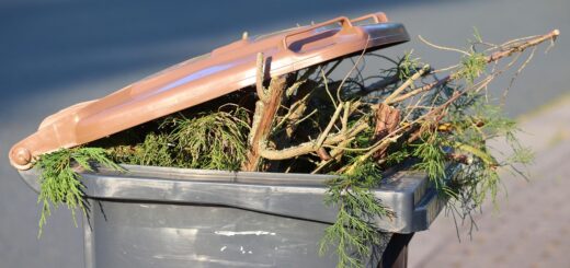 Astschnitt und Gartenabfälle dürfen nur in geringen Mengen in die braune Tonne. DBS will die Qualität des Biomülls durch eine Kampagne erhöhen. Foto: pixabay