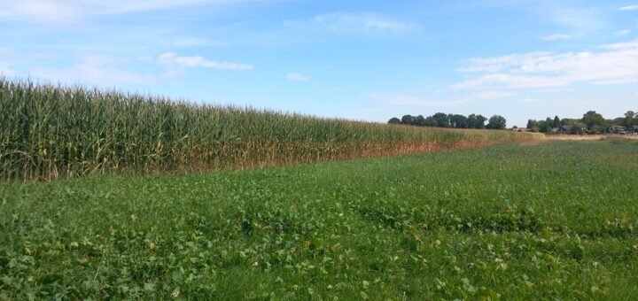 Großes Feld, großer Ärger. Doch nicht alle Probleme in Scharmbeckstotel haben mit der Wulfsküche zu tun. Diese Aufnahme zeigt das Feld vor der diesjährigen Ernte. Foto: Roskamp