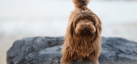 Wenn tierische Mitbewohner die Einsamkeit vertreiben. Bild: https://pixabay.com/de/photos/havaneser-hund-eckzahn-hund-9486395/